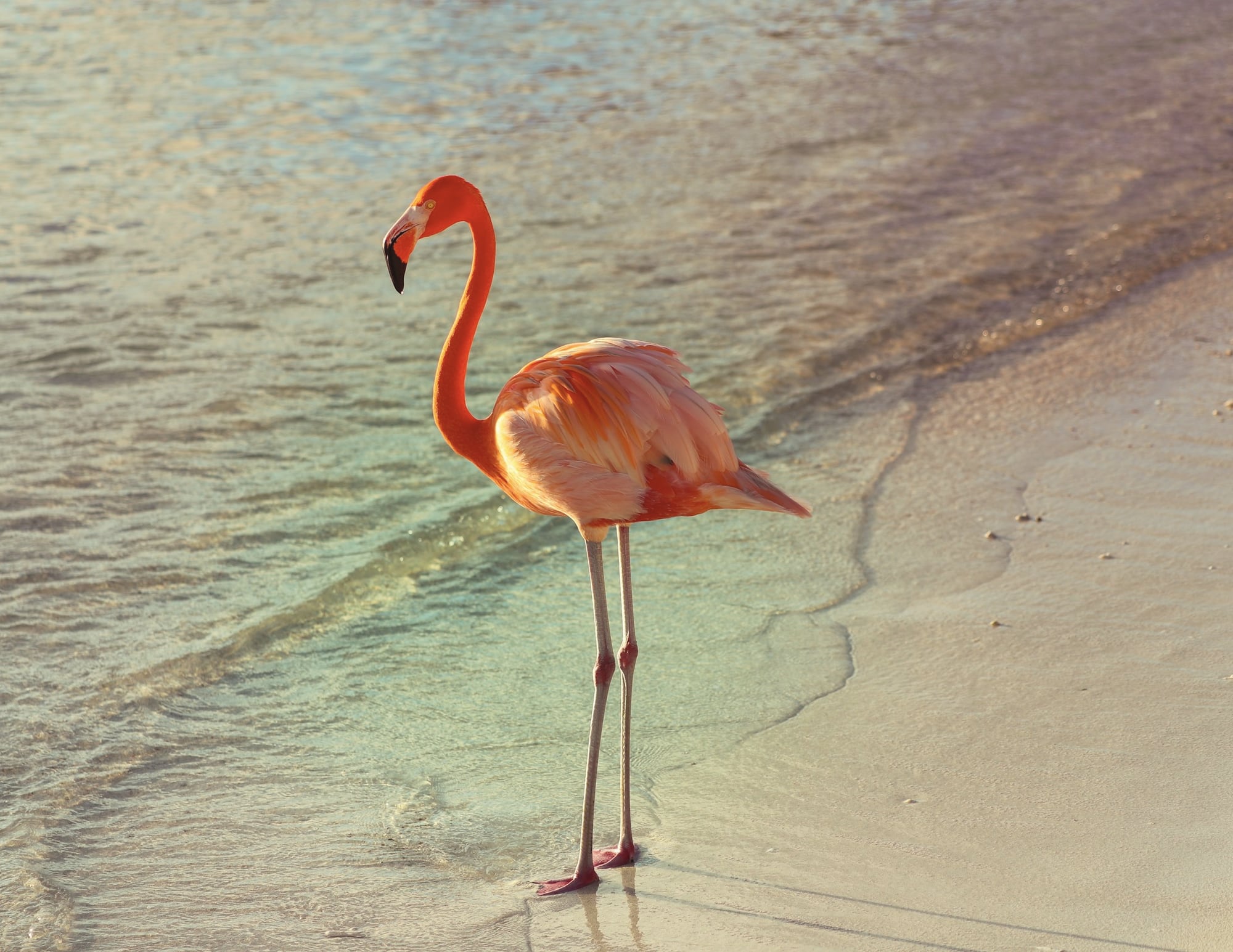 Flamingo në breg të ujit